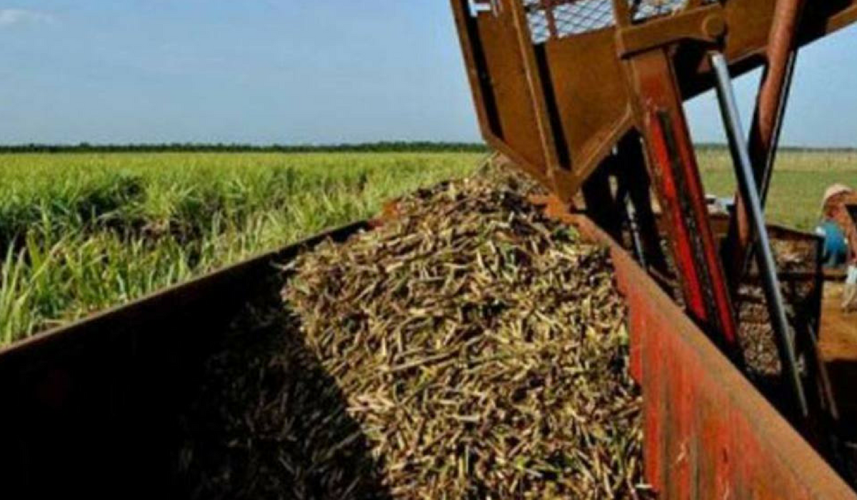Agricultura: a proposta ter agora de ser analisada pela Cmara dos Deputados (Foto: Adalberto Roque/AFP)